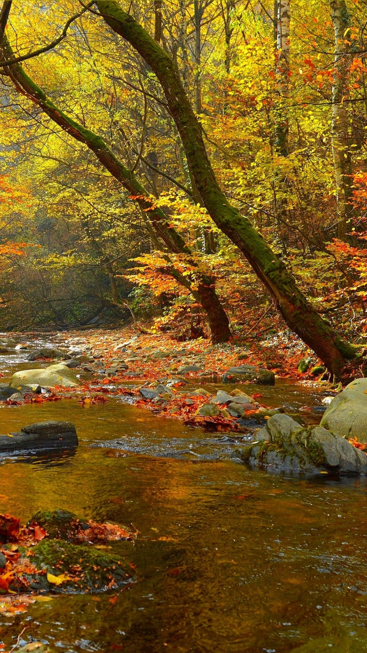 Brown and Green Trees Beside River During Daytime. Wallpaper in 720x1280 Resolution