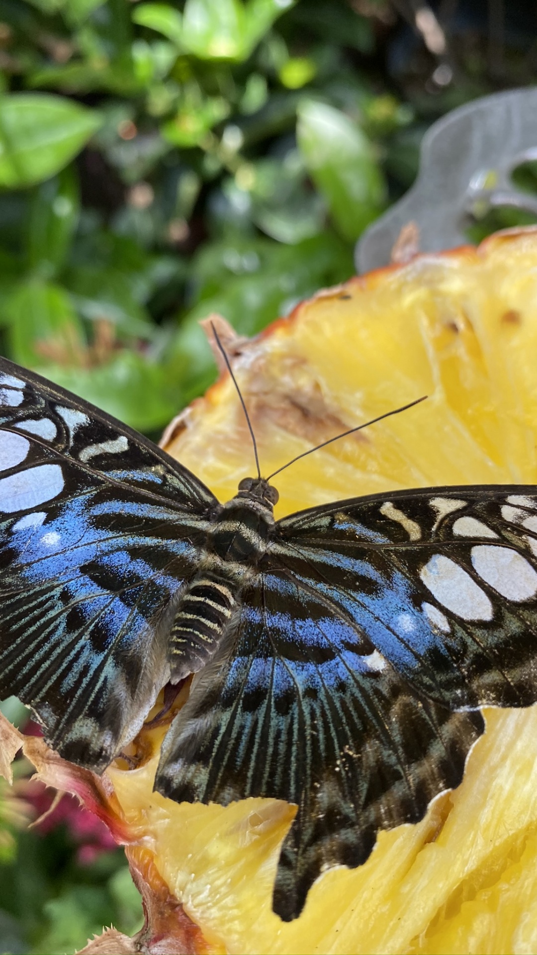Insect, Butterflies, Monarch Butterfly, Arthropod, Invertebrate. Wallpaper in 1080x1920 Resolution