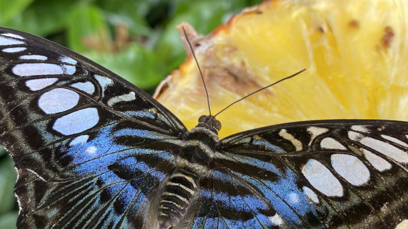Insekt, Schmetterlinge, Monarch-Schmetterling, Arthropoden, Gelb. Wallpaper in 1366x768 Resolution