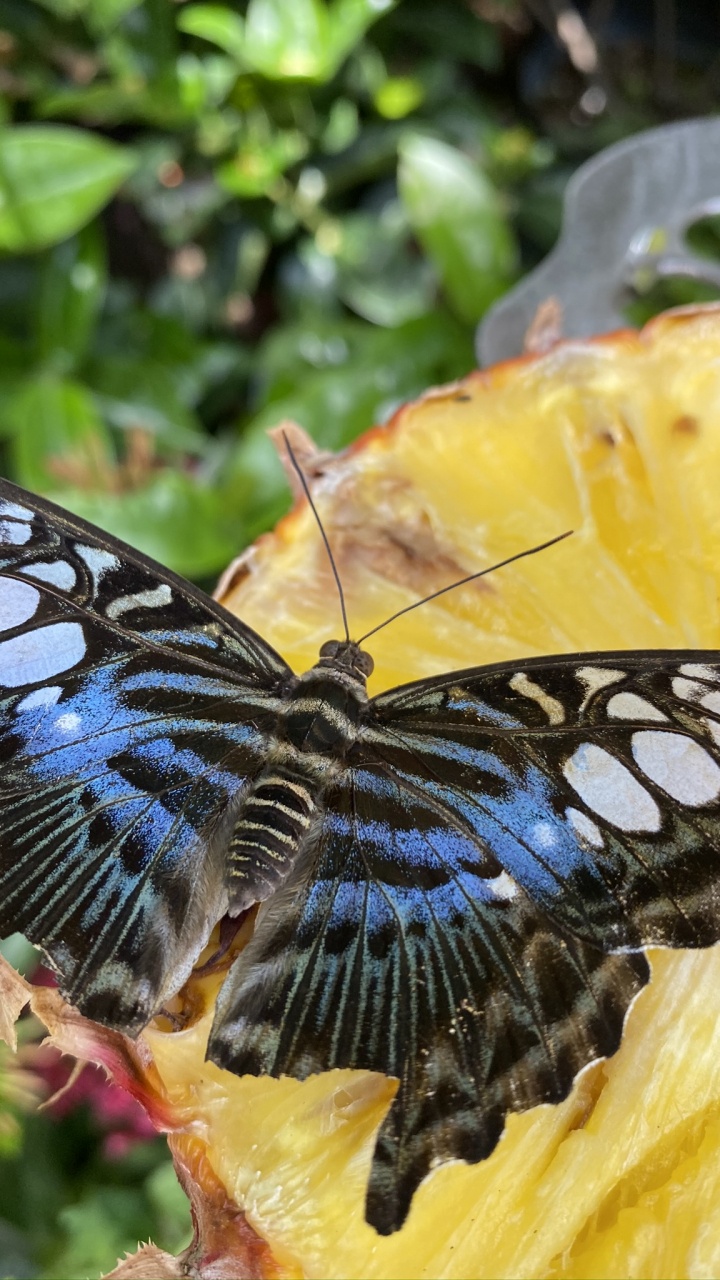 Insekt, Schmetterlinge, Monarch-Schmetterling, Arthropoden, Gelb. Wallpaper in 720x1280 Resolution