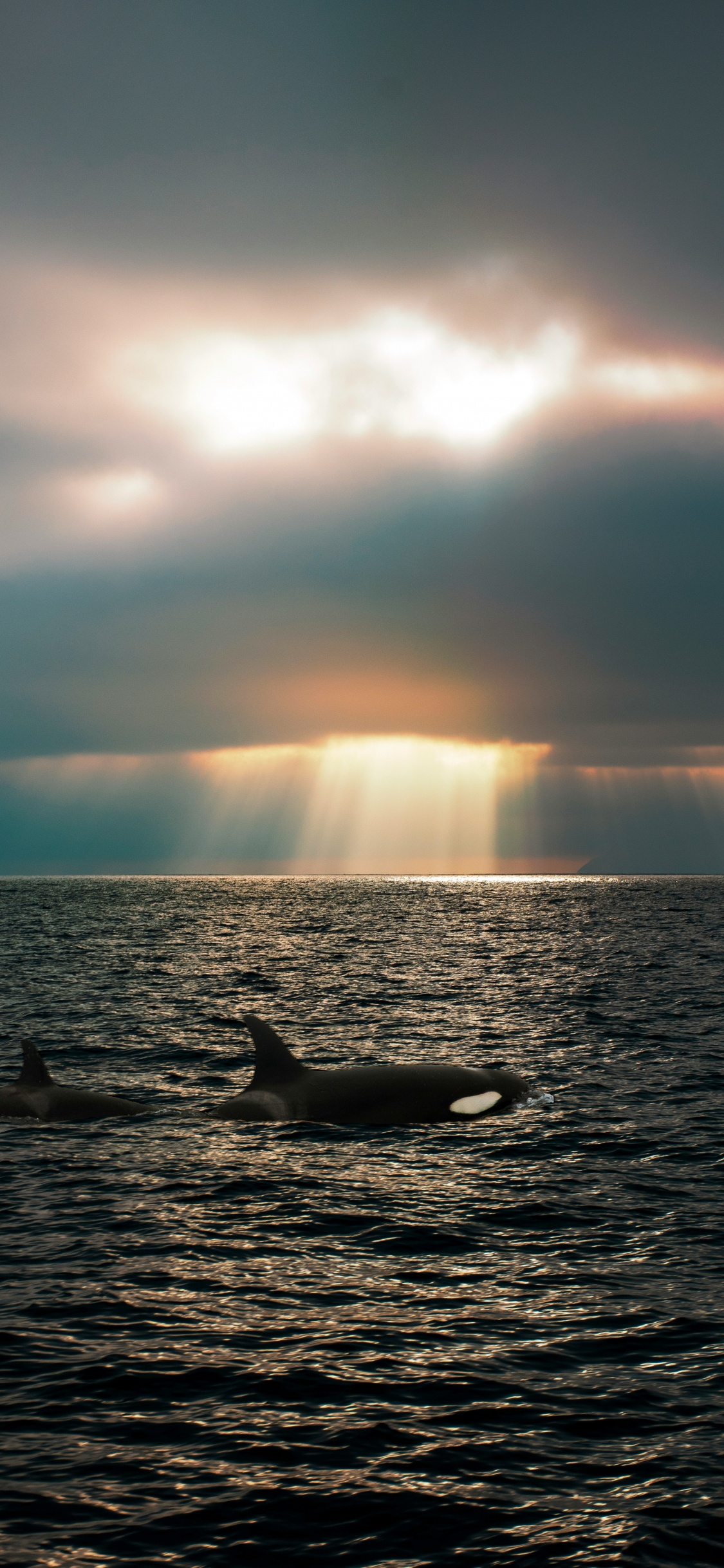 Mar, Mar de Salish, Orca, Ballena, Estrecho de Puget. Wallpaper in 1125x2436 Resolution