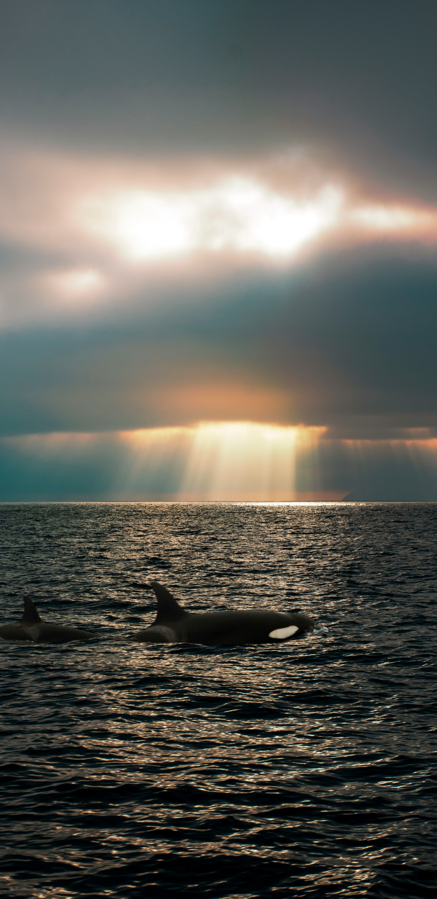 Mar, Mar de Salish, Orca, Ballena, Estrecho de Puget. Wallpaper in 1440x2960 Resolution