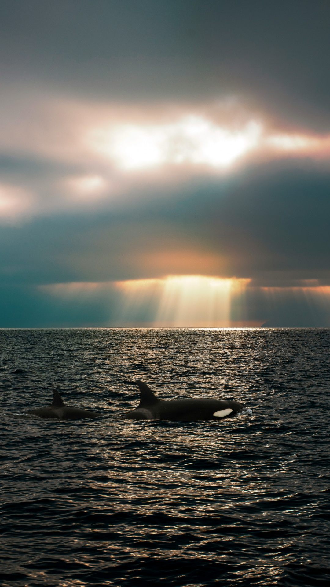 Mer, Mer Des Salish, Épaulard, Baleine, Puget Sound. Wallpaper in 1080x1920 Resolution