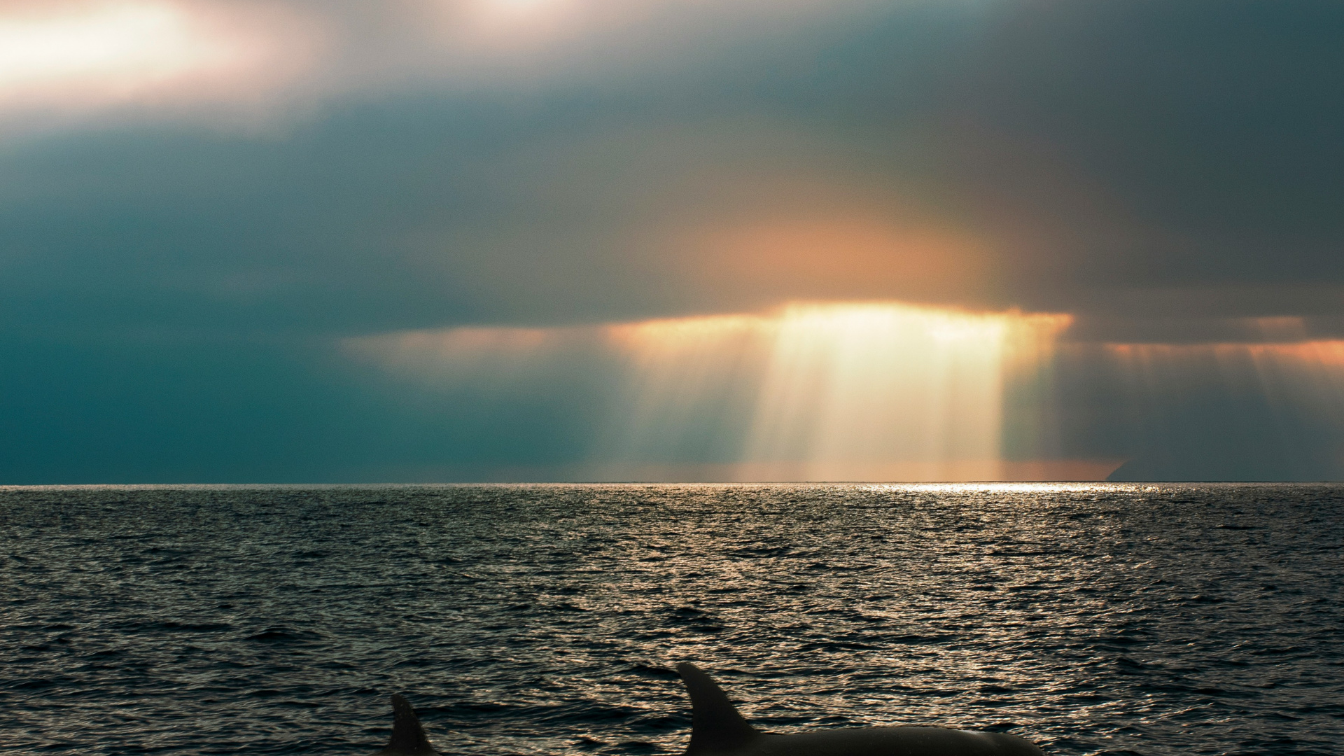 Mer, Mer Des Salish, Épaulard, Baleine, Puget Sound. Wallpaper in 1920x1080 Resolution