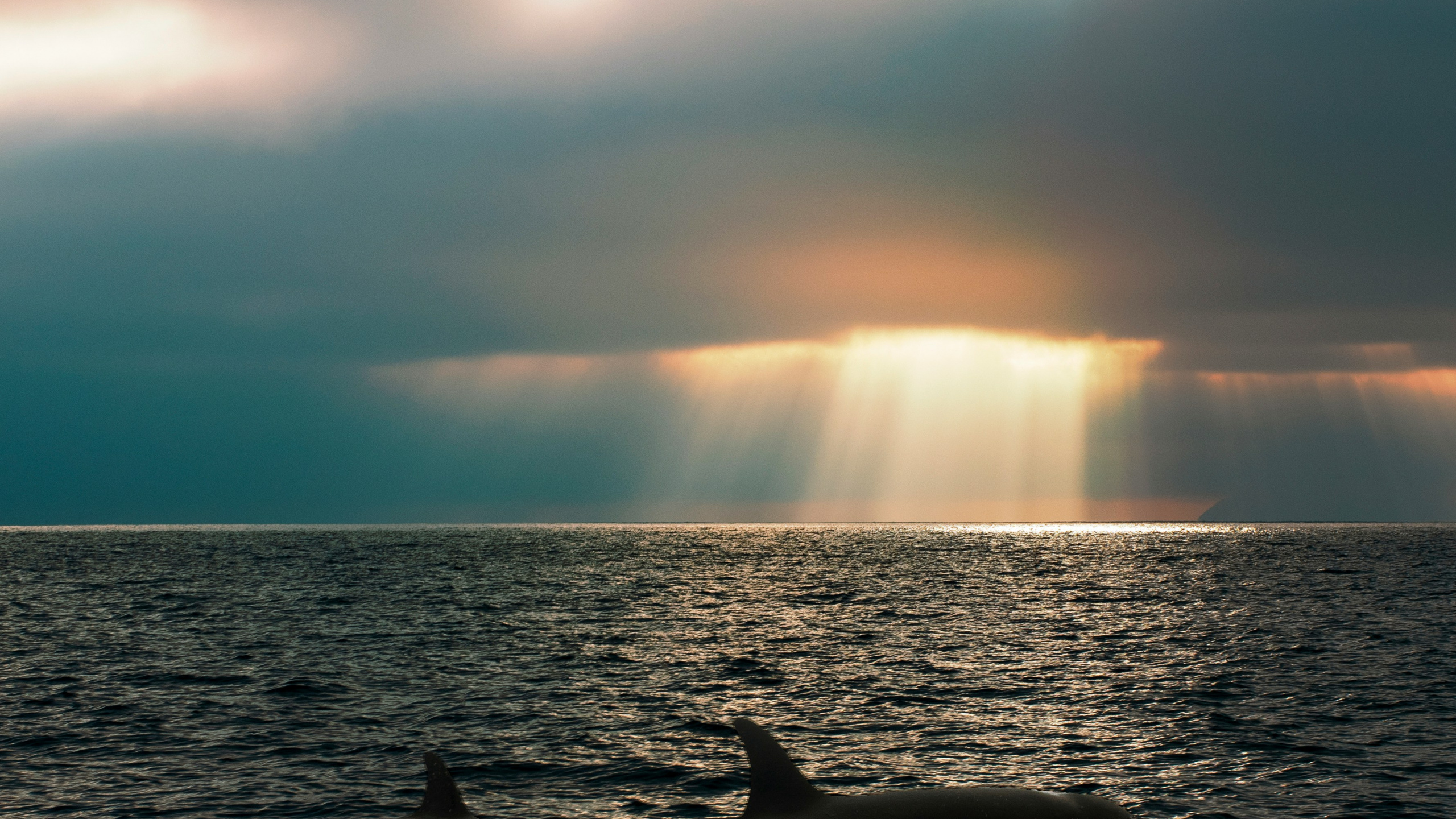 Mer, Mer Des Salish, Épaulard, Baleine, Puget Sound. Wallpaper in 2560x1440 Resolution