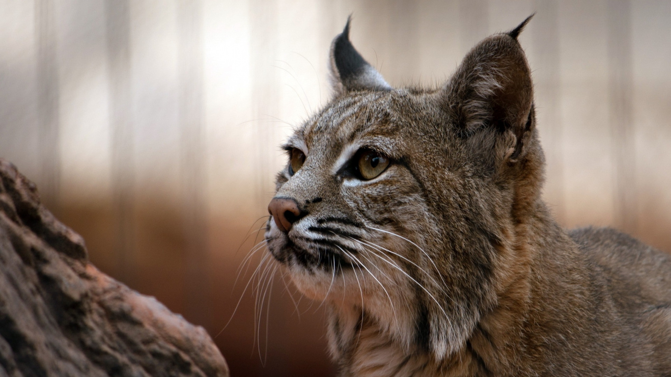 Chat Marron et Noir Sur Une Branche D'arbre Marron. Wallpaper in 1366x768 Resolution