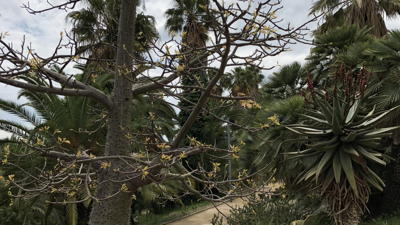 Vegetation, Palme, Biologie, Wissenschaft, Branch. Wallpaper in 1280x720 Resolution