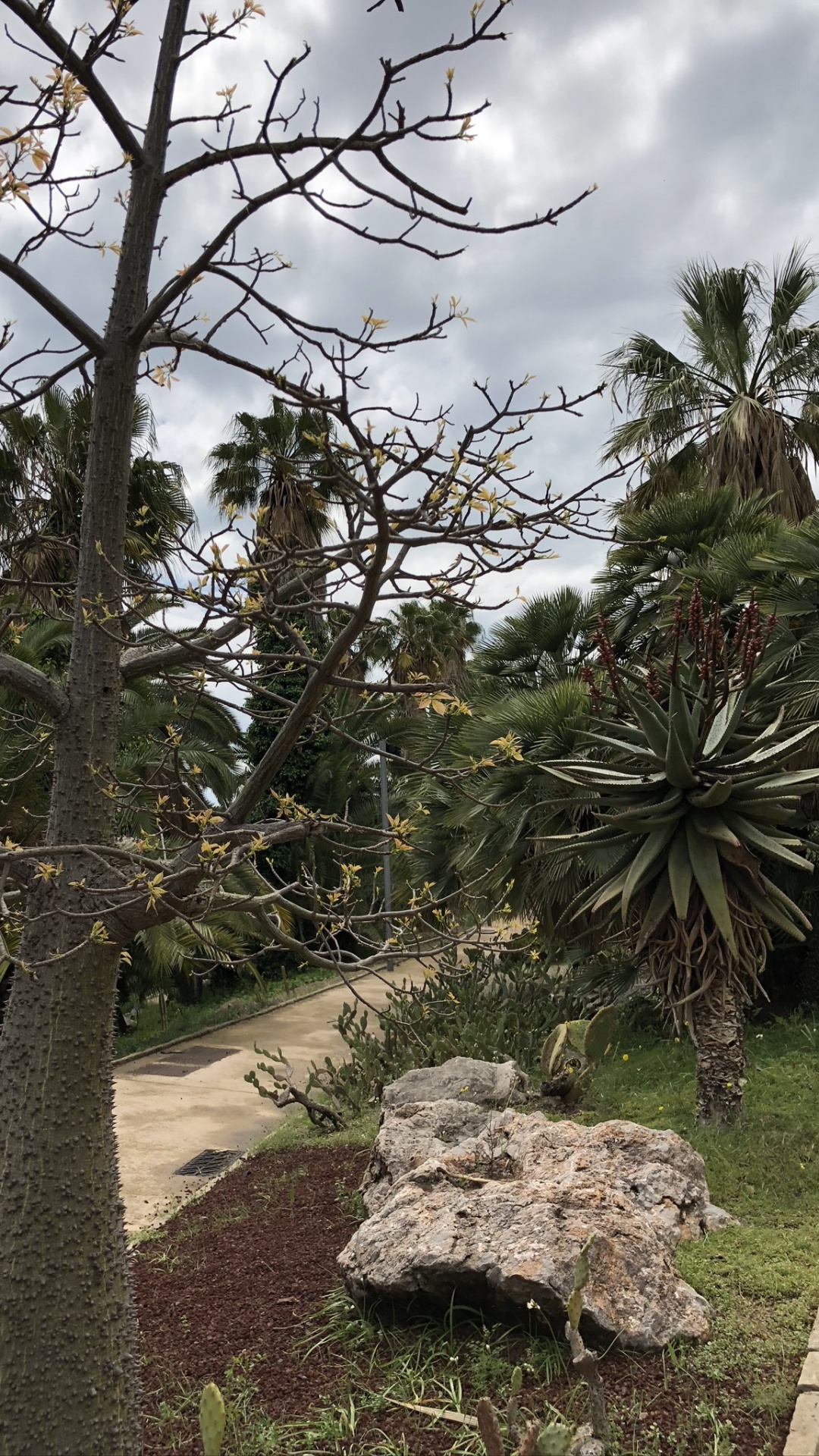 Végétation, Palmier, Biologie, Sciences, Plantes Ligneuses. Wallpaper in 1080x1920 Resolution