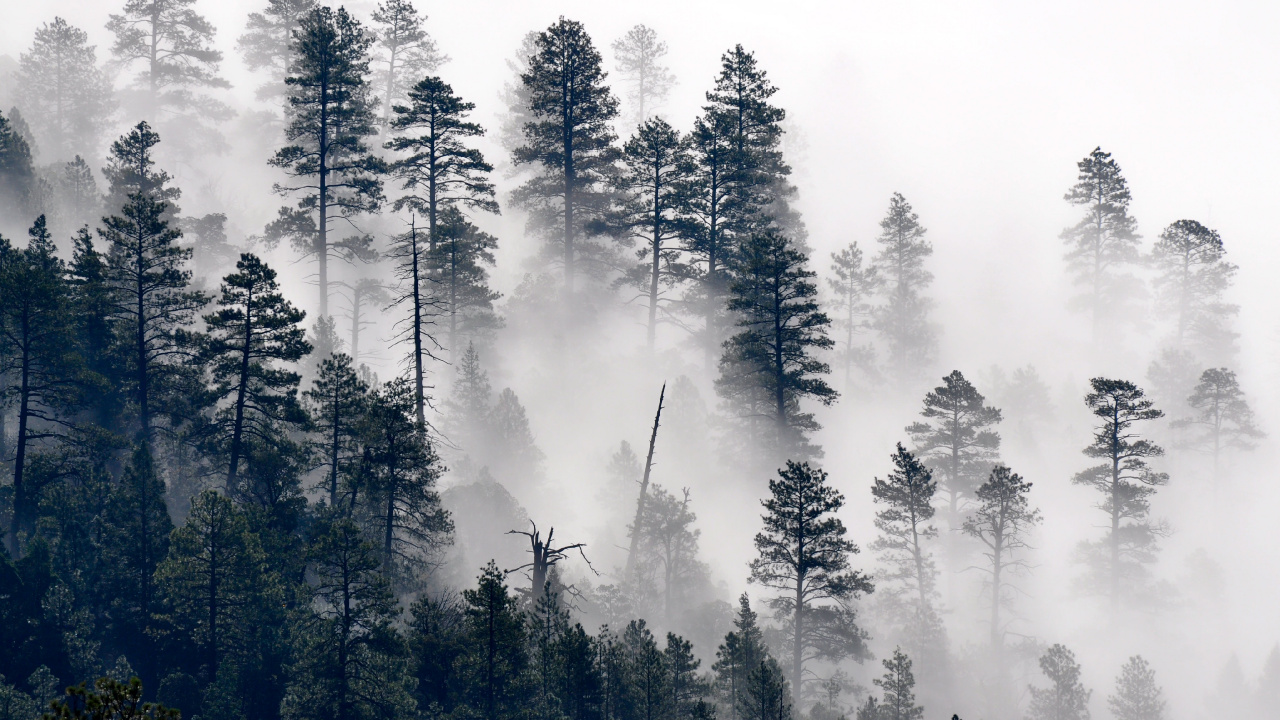 Brouillard D'arbres, Pin, Paysage Naturel, Mélèze, Brouillard. Wallpaper in 1280x720 Resolution