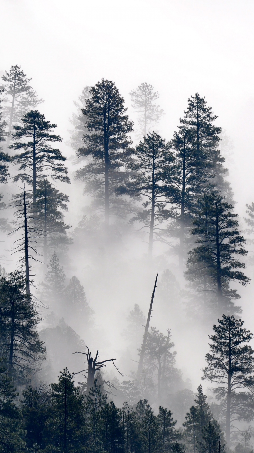 Niebla de Los Árboles, Pino, Paisaje Natural, Alerce, Bruma. Wallpaper in 1080x1920 Resolution
