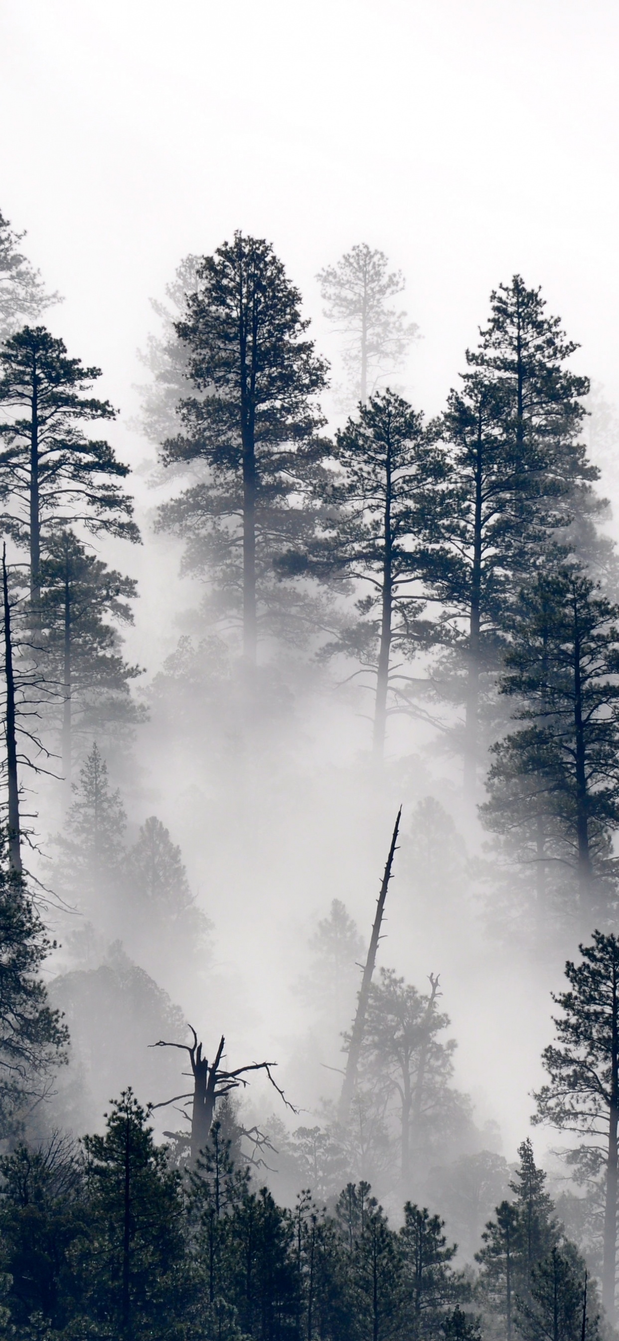 Niebla de Los Árboles, Pino, Paisaje Natural, Alerce, Bruma. Wallpaper in 1242x2688 Resolution
