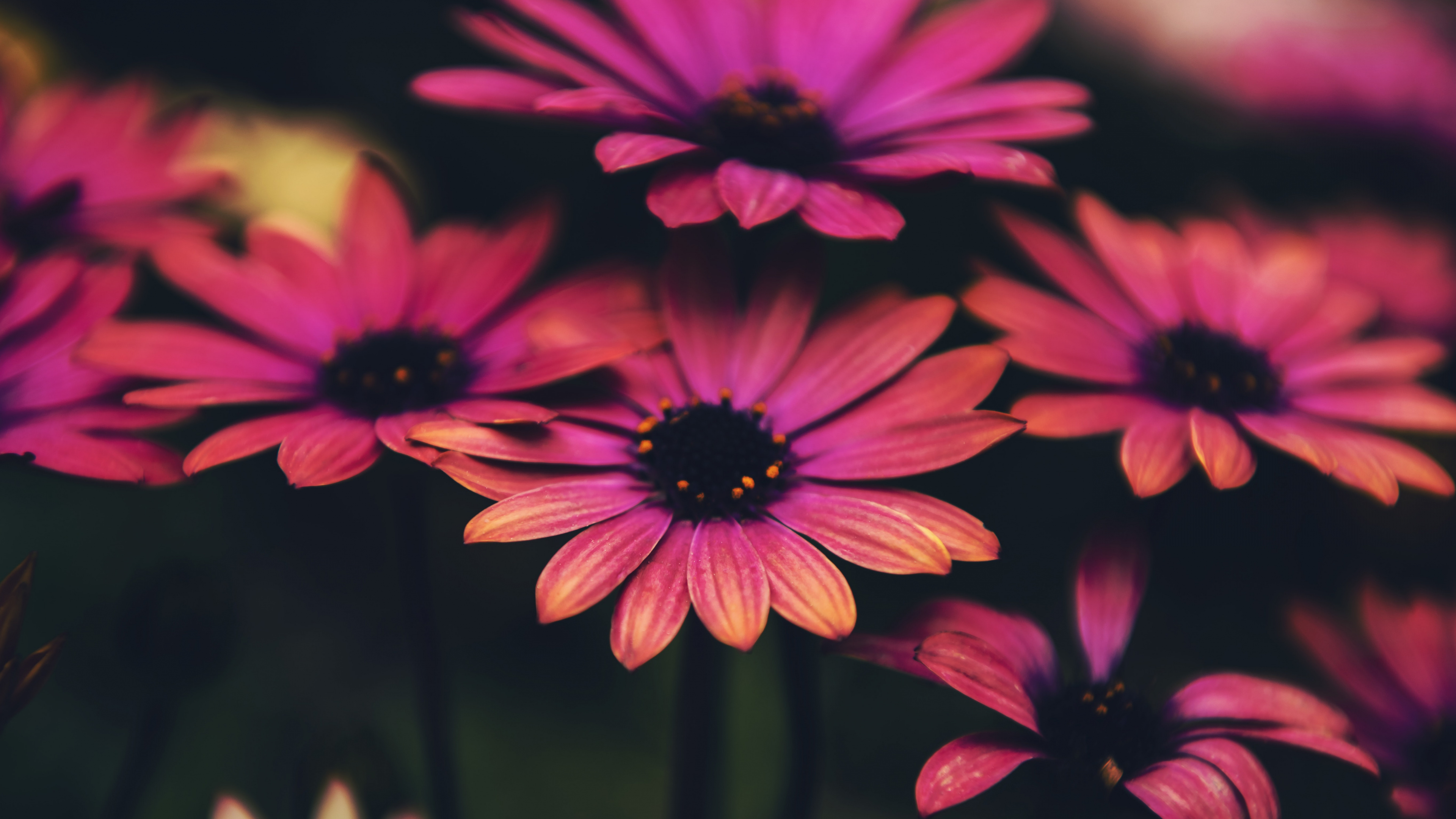 Común Daisy, la Botánica, Pétalo, Rosa, Magenta. Wallpaper in 3840x2160 Resolution