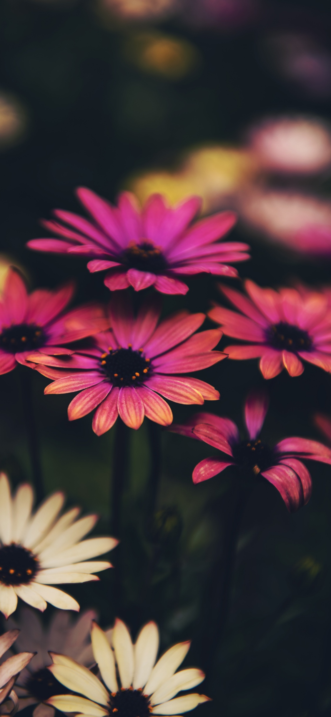 Flower, Common Daisy, Plant, Botany, Petal. Wallpaper in 1125x2436 Resolution