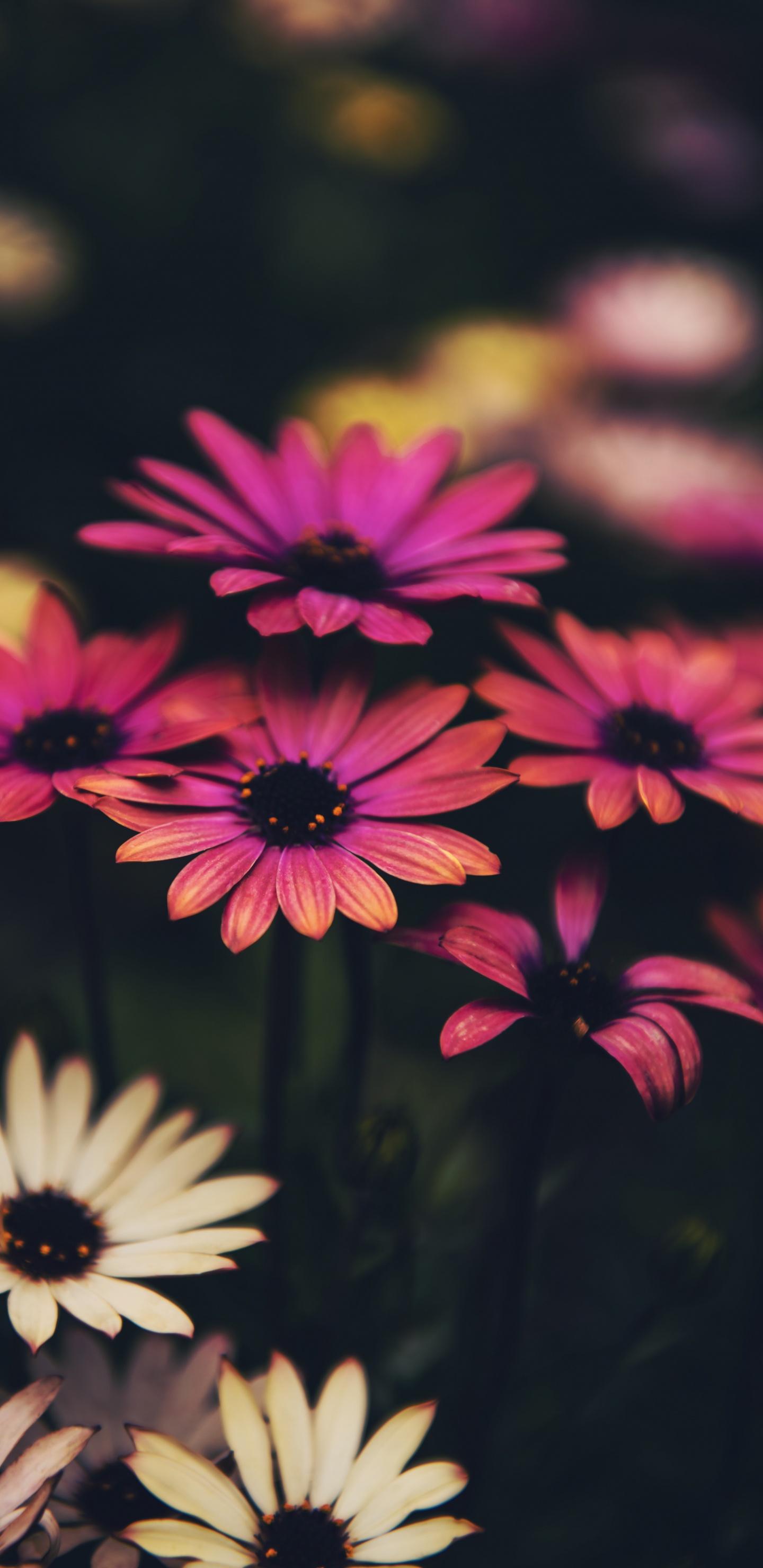 Flower, Common Daisy, Plant, Botany, Petal. Wallpaper in 1440x2960 Resolution