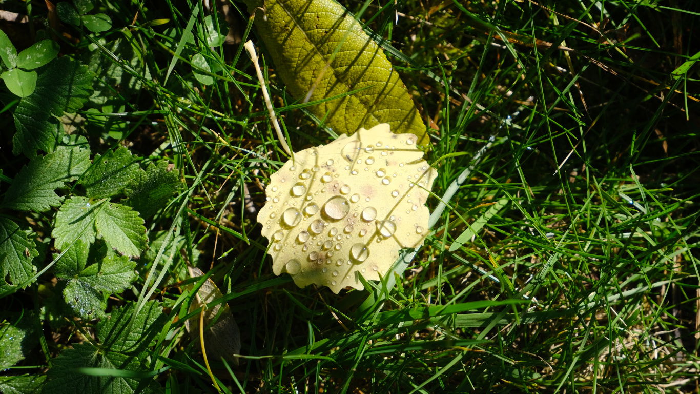 Flora, Mushroom, Flower, Plant, Terrestrial Plant. Wallpaper in 1366x768 Resolution