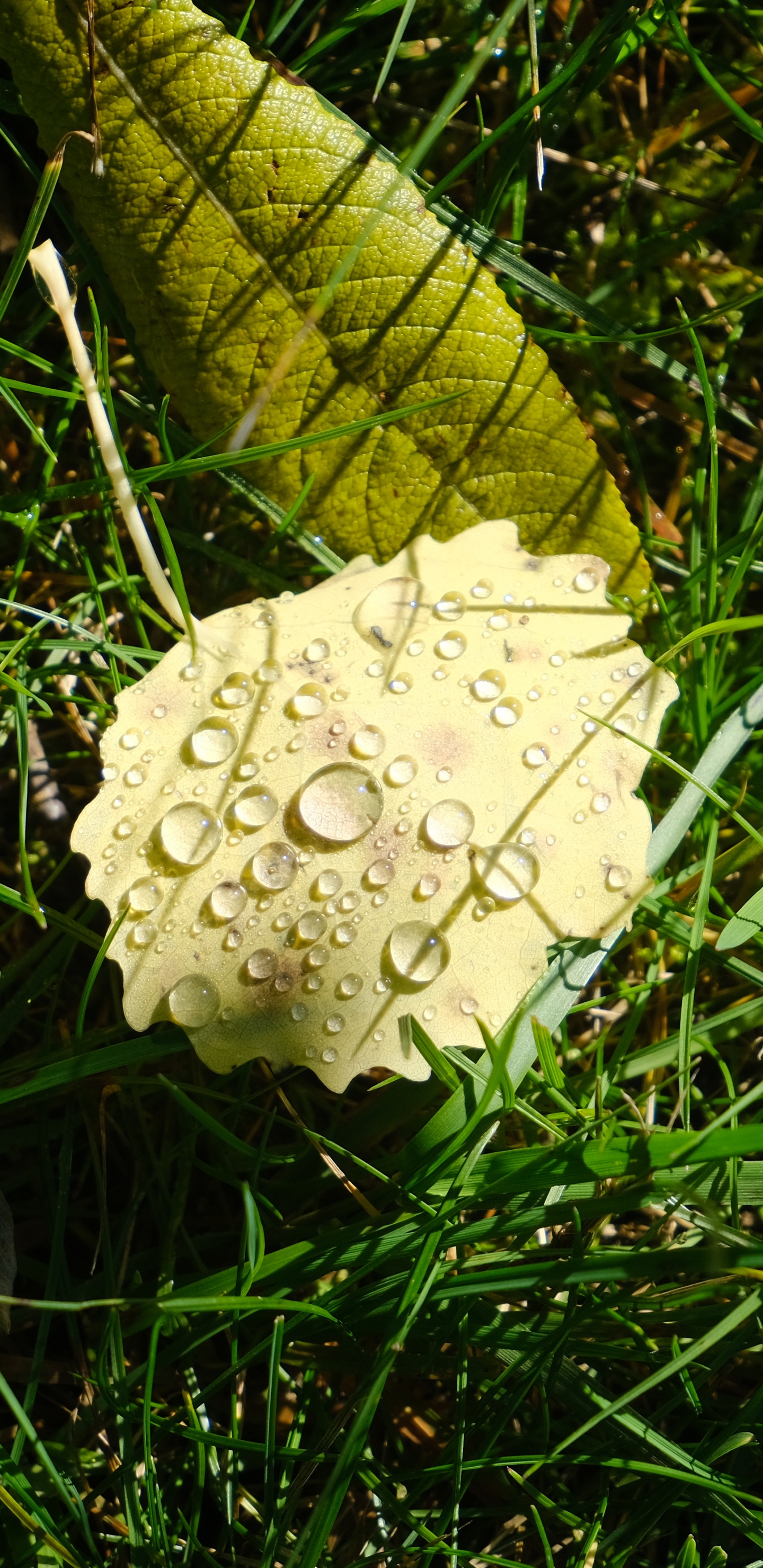 Flora, Mushroom, Flower, Plant, Terrestrial Plant. Wallpaper in 1440x2960 Resolution