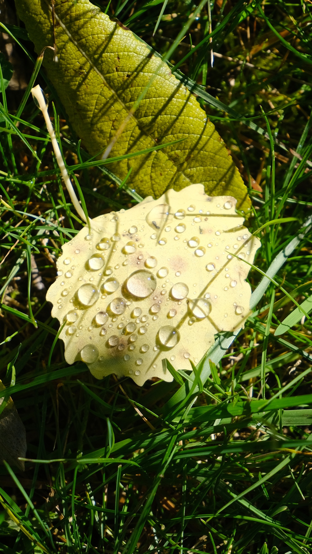 Flora, Seta, Planta Terrestre, Hongo, Agaricaceae. Wallpaper in 1080x1920 Resolution