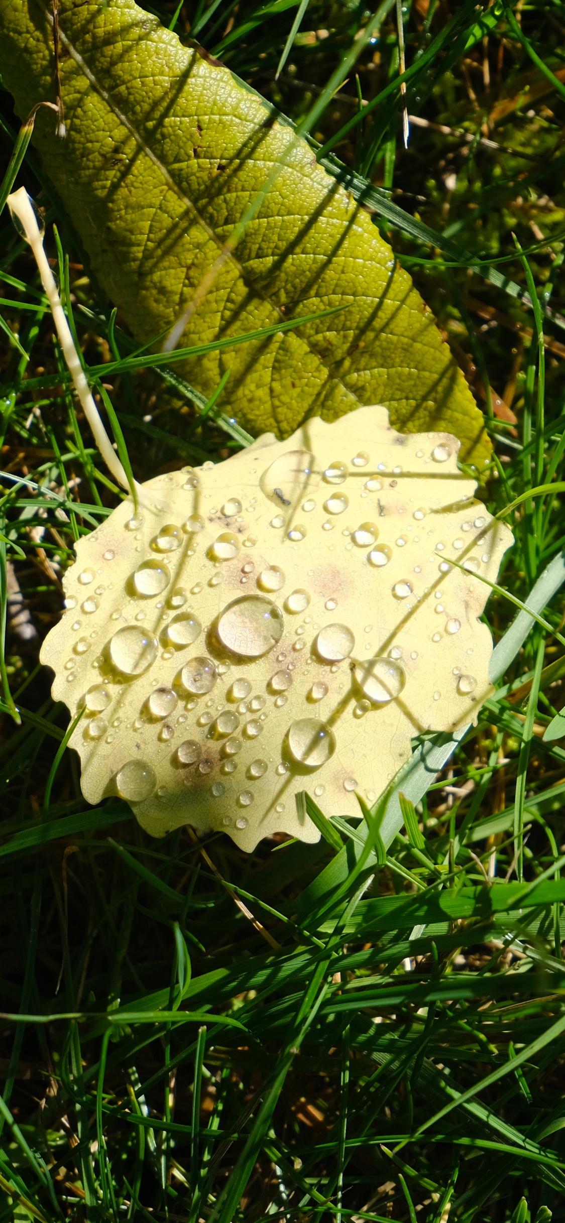 菌群, 蘑菇, 陆地上的植物, 草, 真菌 壁纸 1125x2436 允许