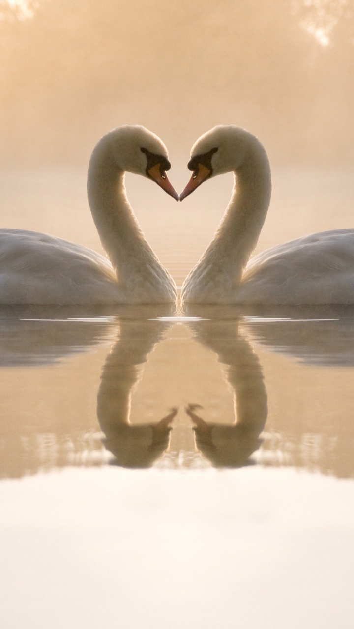 Dos Cisnes en el Agua Durante el Día.. Wallpaper in 720x1280 Resolution