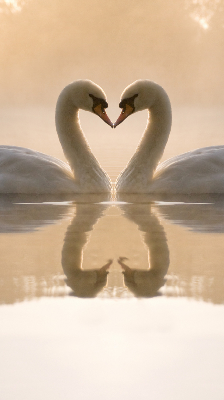 Dos Cisnes en el Agua Durante el Día.. Wallpaper in 750x1334 Resolution