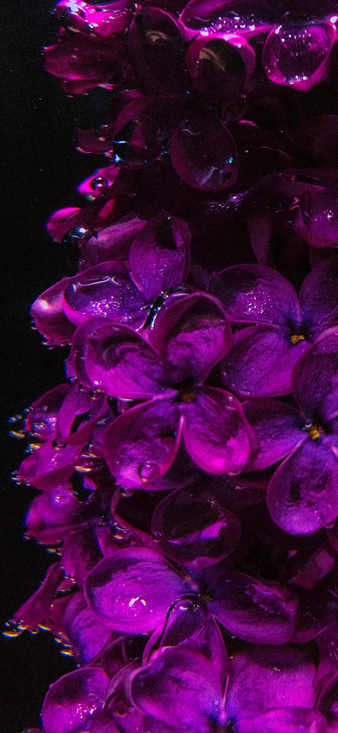 Lilac, Flower, Plant, Purple, Petal. Wallpaper in 1125x2436 Resolution