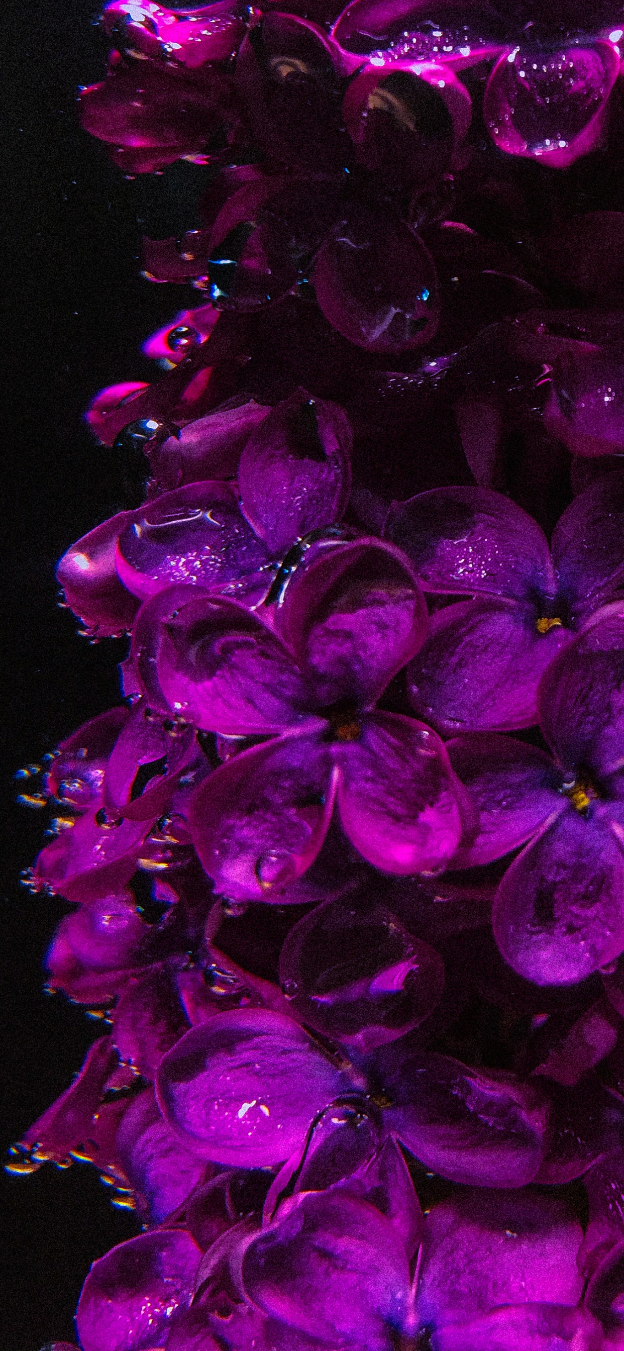 Lilac, Flower, Plant, Purple, Petal. Wallpaper in 1242x2688 Resolution