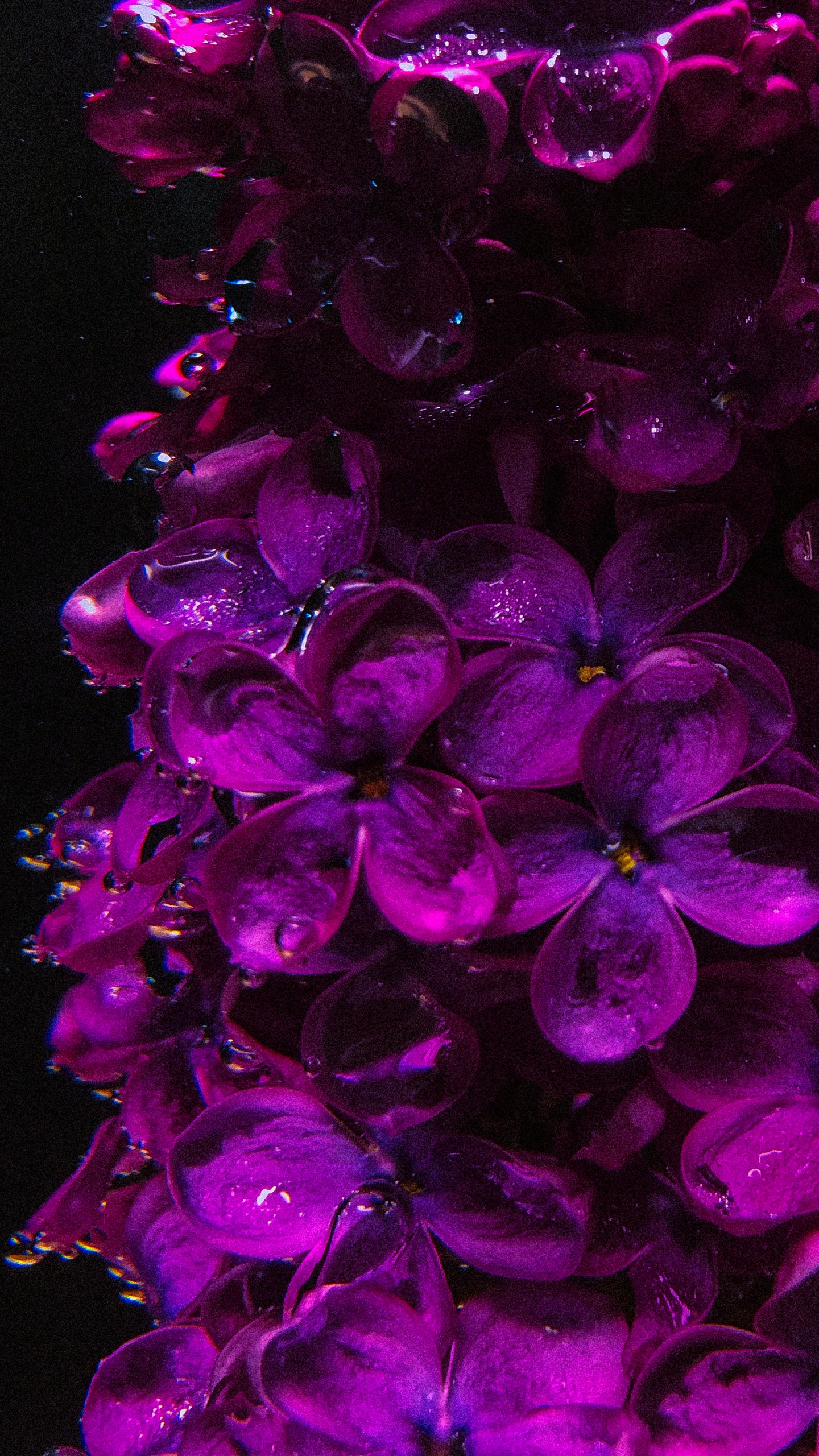 Lilac, Flower, Plant, Purple, Petal. Wallpaper in 1440x2560 Resolution