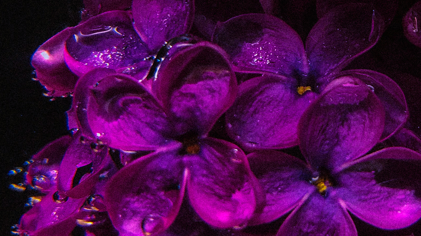 Lilas, Purple, Pétale, Violette, Plante Terrestre. Wallpaper in 1366x768 Resolution