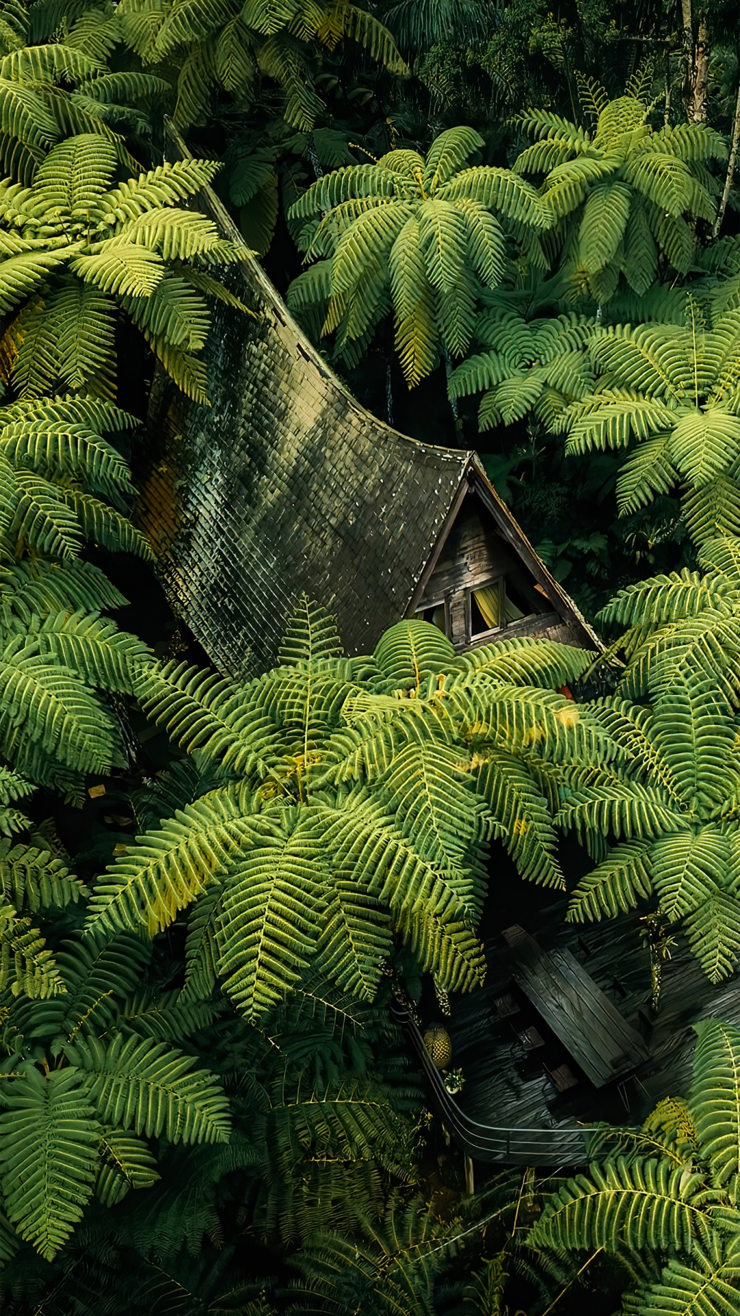 Vegetation, Gemäßigten Nadelwald, Pflanzen-Gemeinschaft, Branch, Terrestrische Pflanzen. Wallpaper in 1080x1920 Resolution