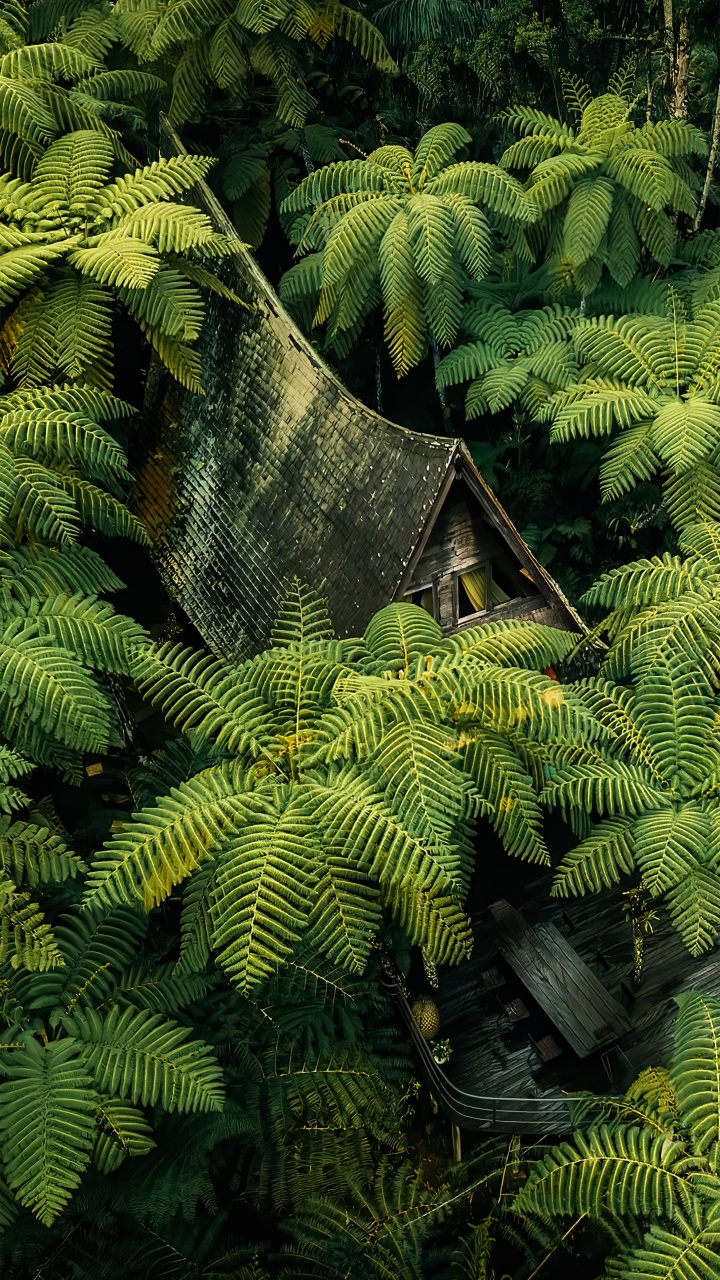 Vegetation, Temperate Coniferous Forest, Plant Community, Plant, Branch. Wallpaper in 720x1280 Resolution