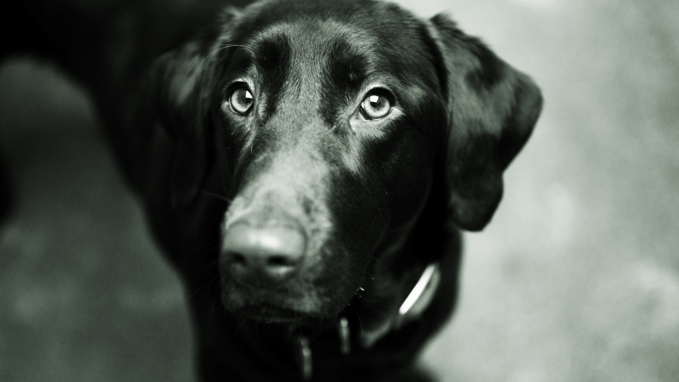 Black Labrador Retriever in Grayscale Photography. Wallpaper in 1366x768 Resolution