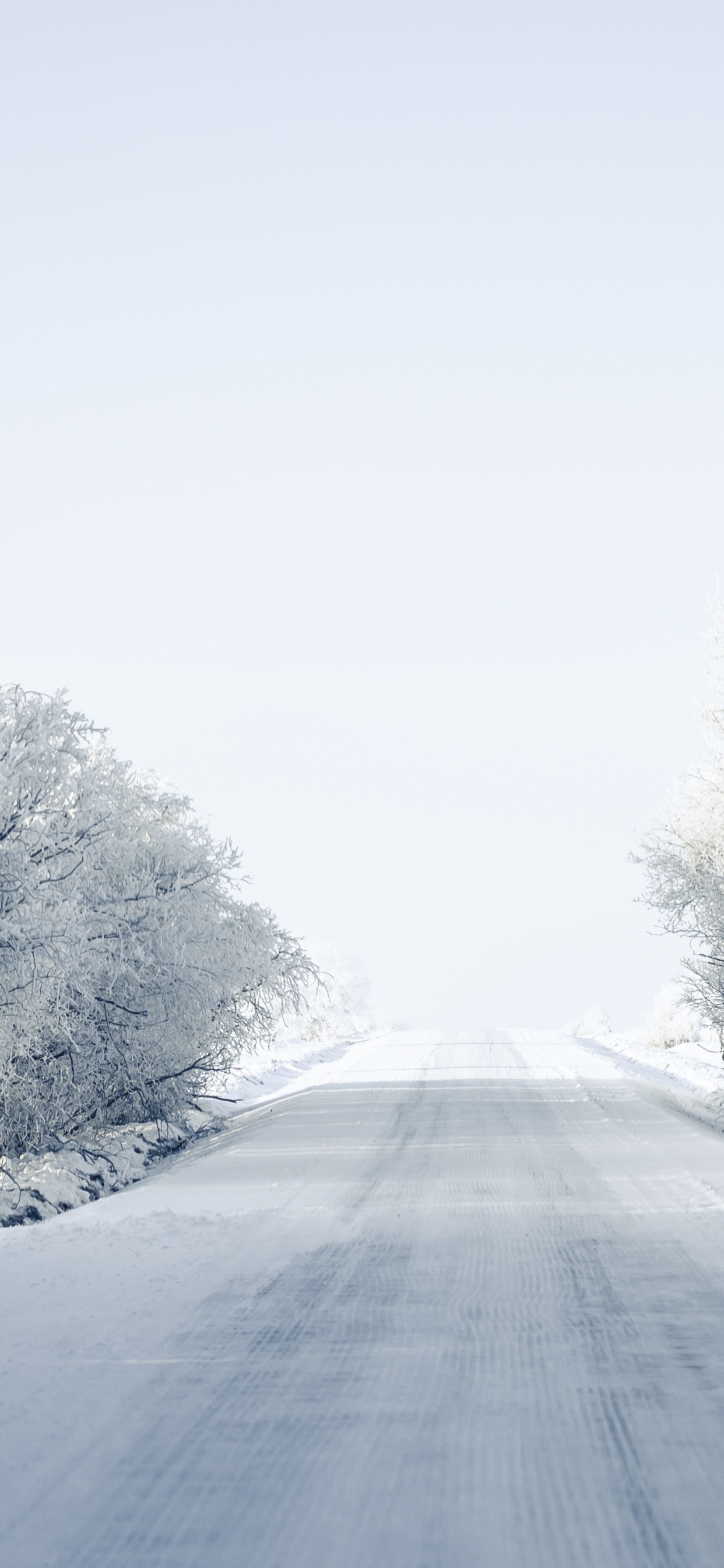 Blizzard, Frost, Winter, Branch, Baum. Wallpaper in 1242x2688 Resolution