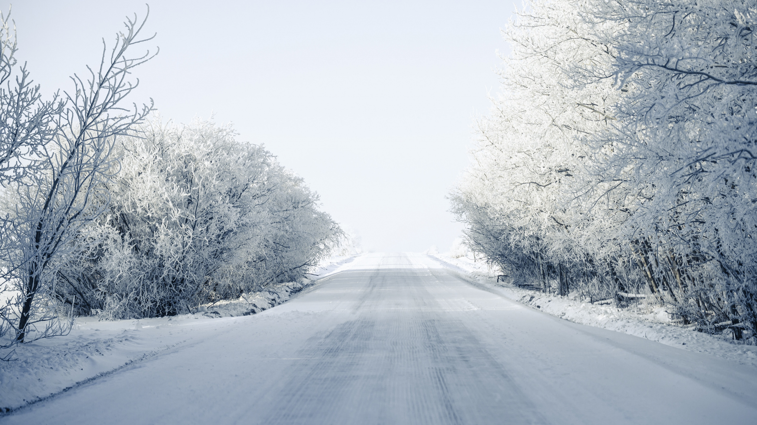 Blizzard, Frost, Winter, Branch, Baum. Wallpaper in 2560x1440 Resolution