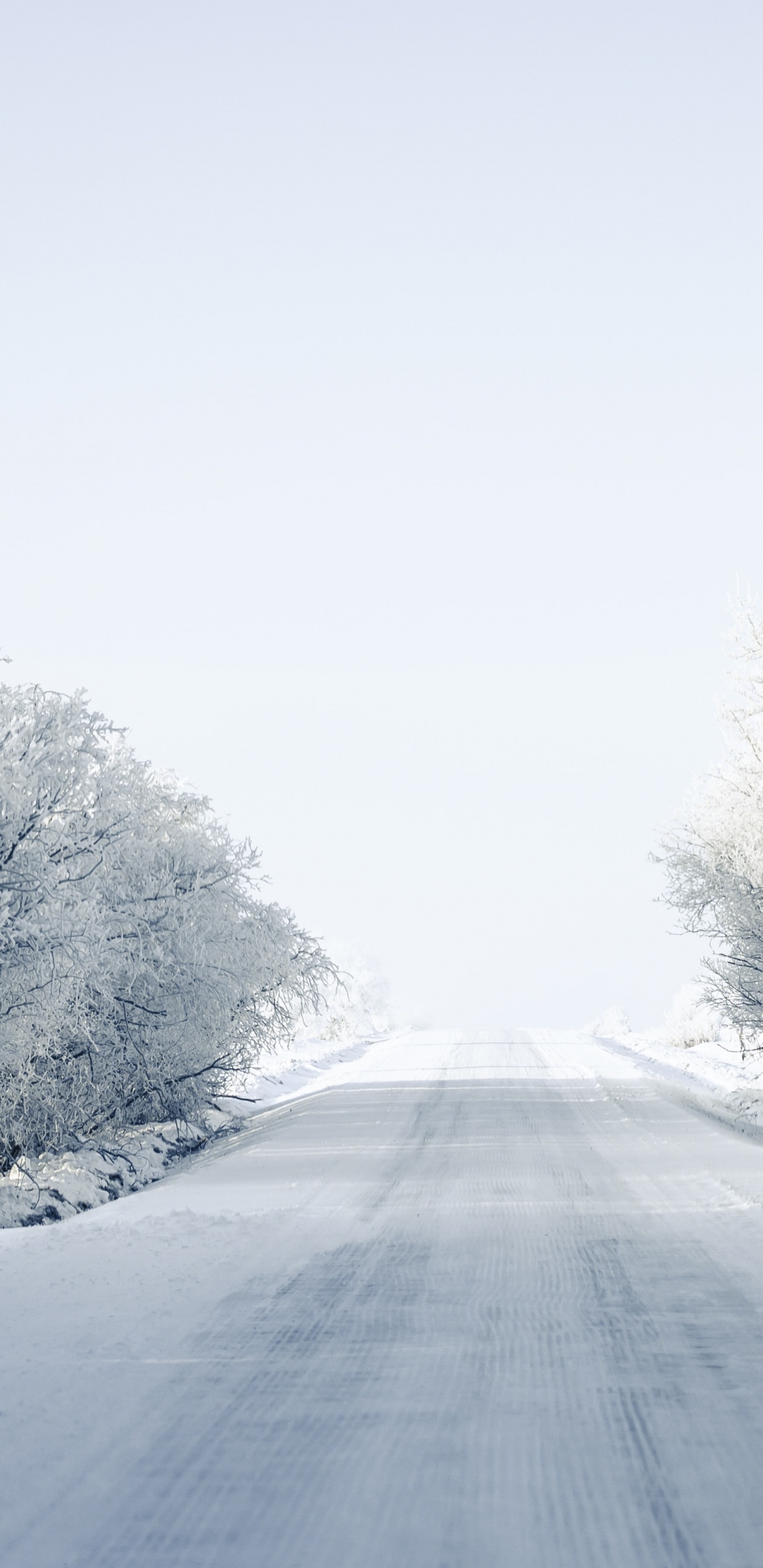 Blizzard, Helada, Invierno, Sucursal, Carretera. Wallpaper in 1440x2960 Resolution