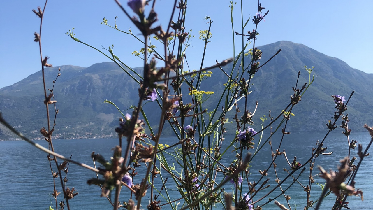 Flora, Physik, Wissenschaft, Biologie, Bergkette. Wallpaper in 1280x720 Resolution