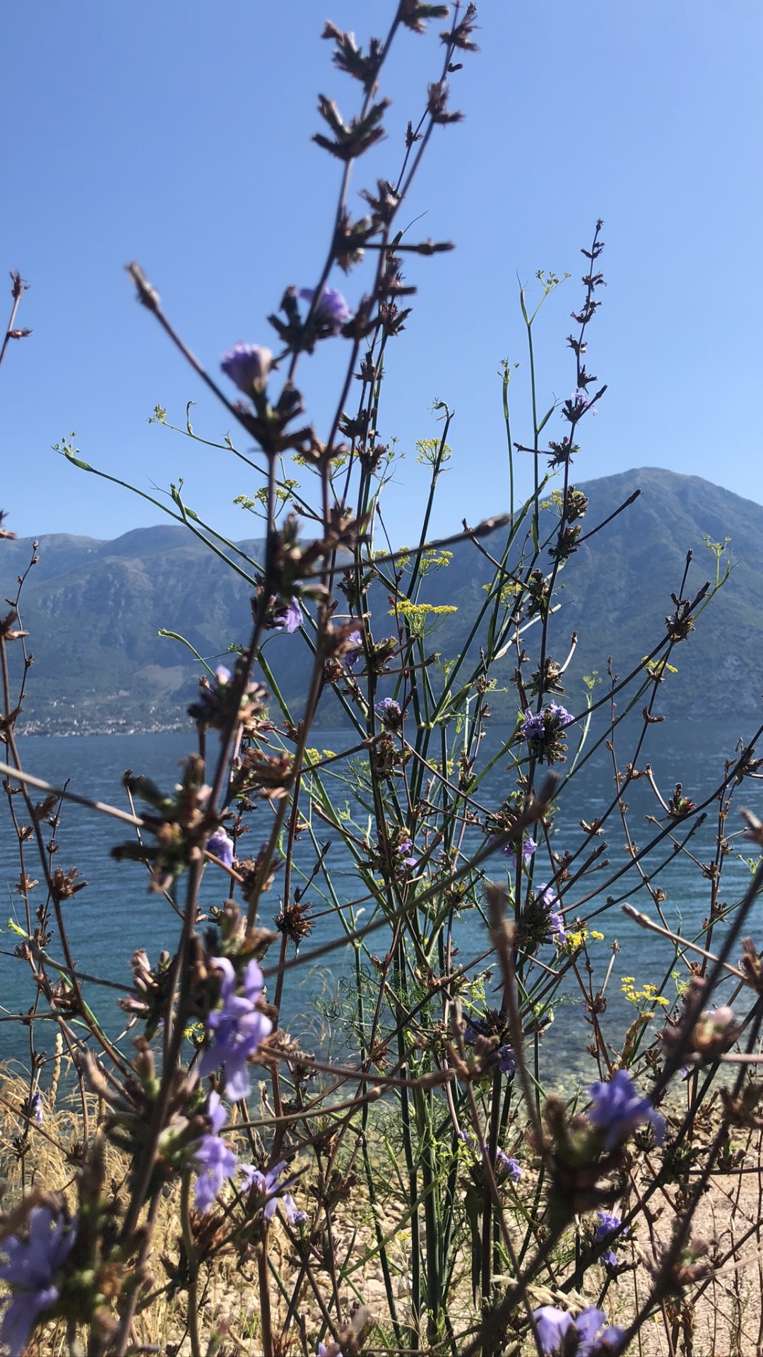 菌群, 物理学, 科学, 生物学, 山脉 壁纸 1080x1920 允许