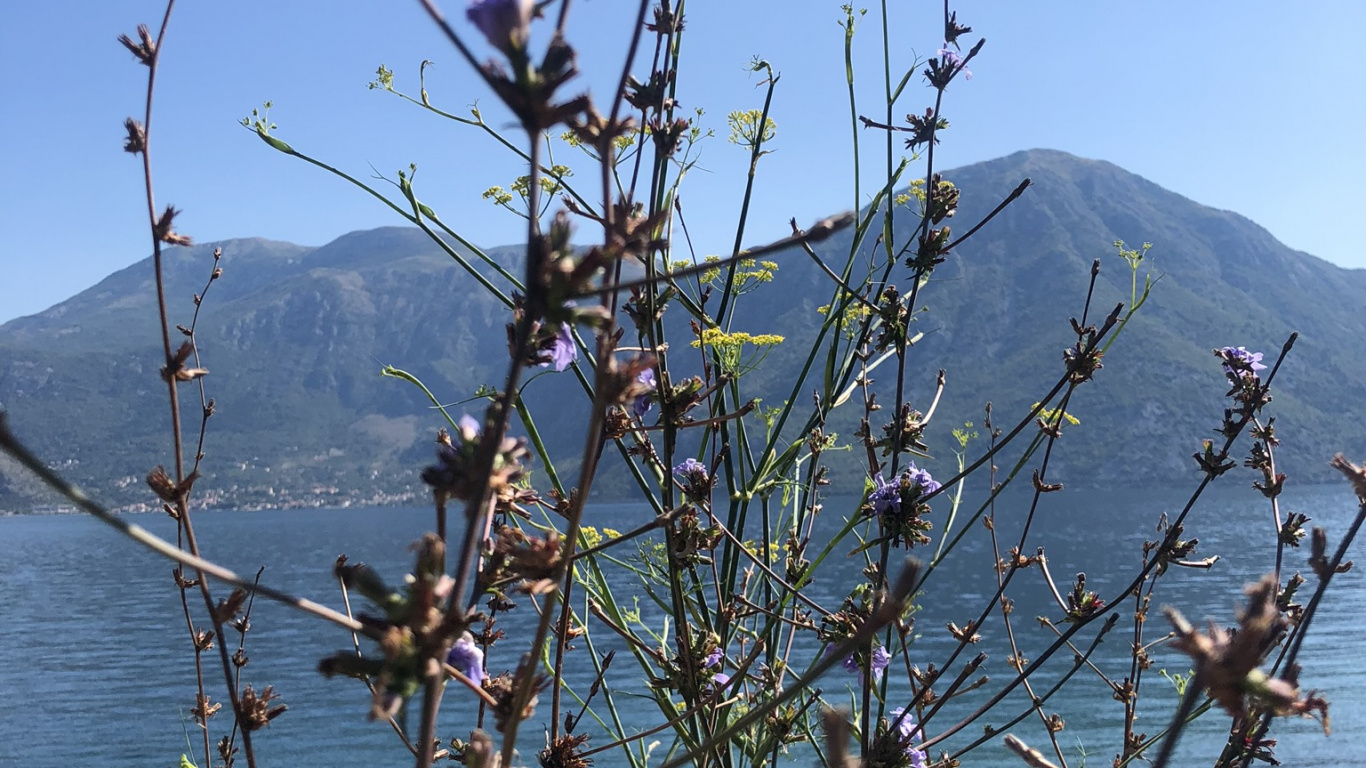 菌群, 物理学, 科学, 生物学, 山脉 壁纸 1366x768 允许