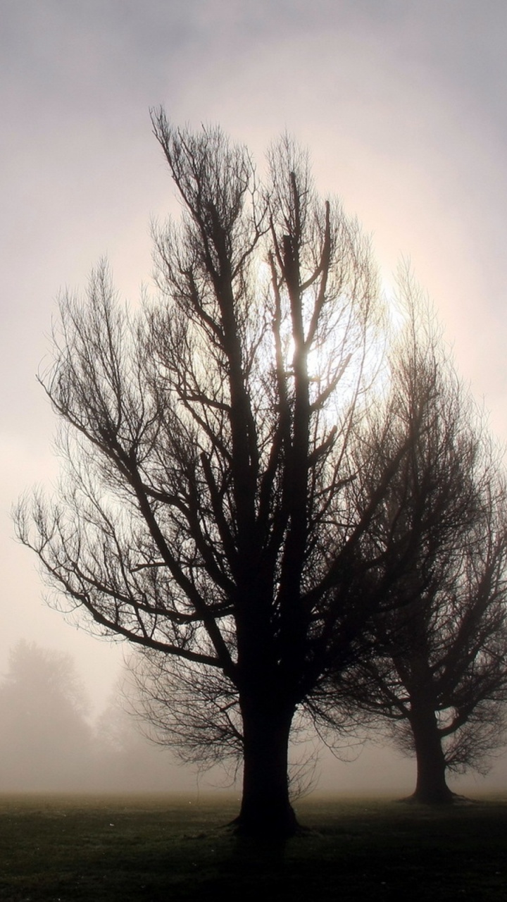 Leafless Tree on Foggy Weather. Wallpaper in 720x1280 Resolution