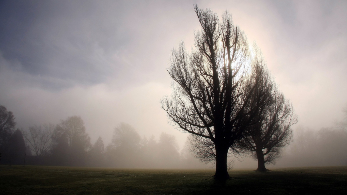 Blattloser Baum Bei Nebligen Wetter. Wallpaper in 1366x768 Resolution