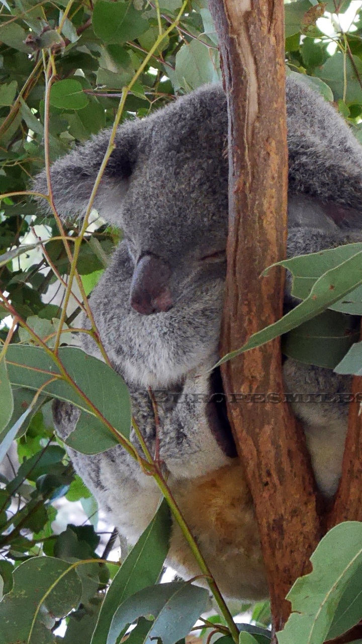 Koala Sur Une Branche D'arbre Brun Pendant la Journée. Wallpaper in 720x1280 Resolution
