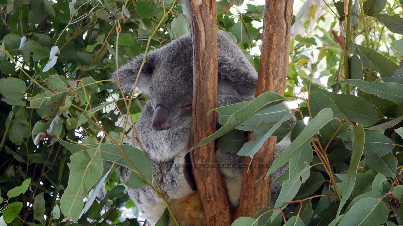Oso Koala en la Rama de un Árbol Marrón Durante el Día. Wallpaper in 1280x720 Resolution