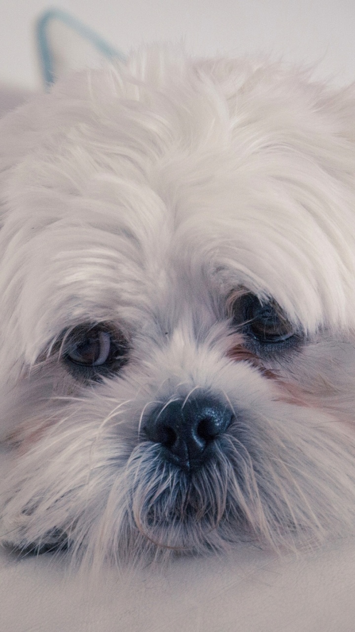 Cachorro Shih Tzu Blanco y Marrón. Wallpaper in 720x1280 Resolution