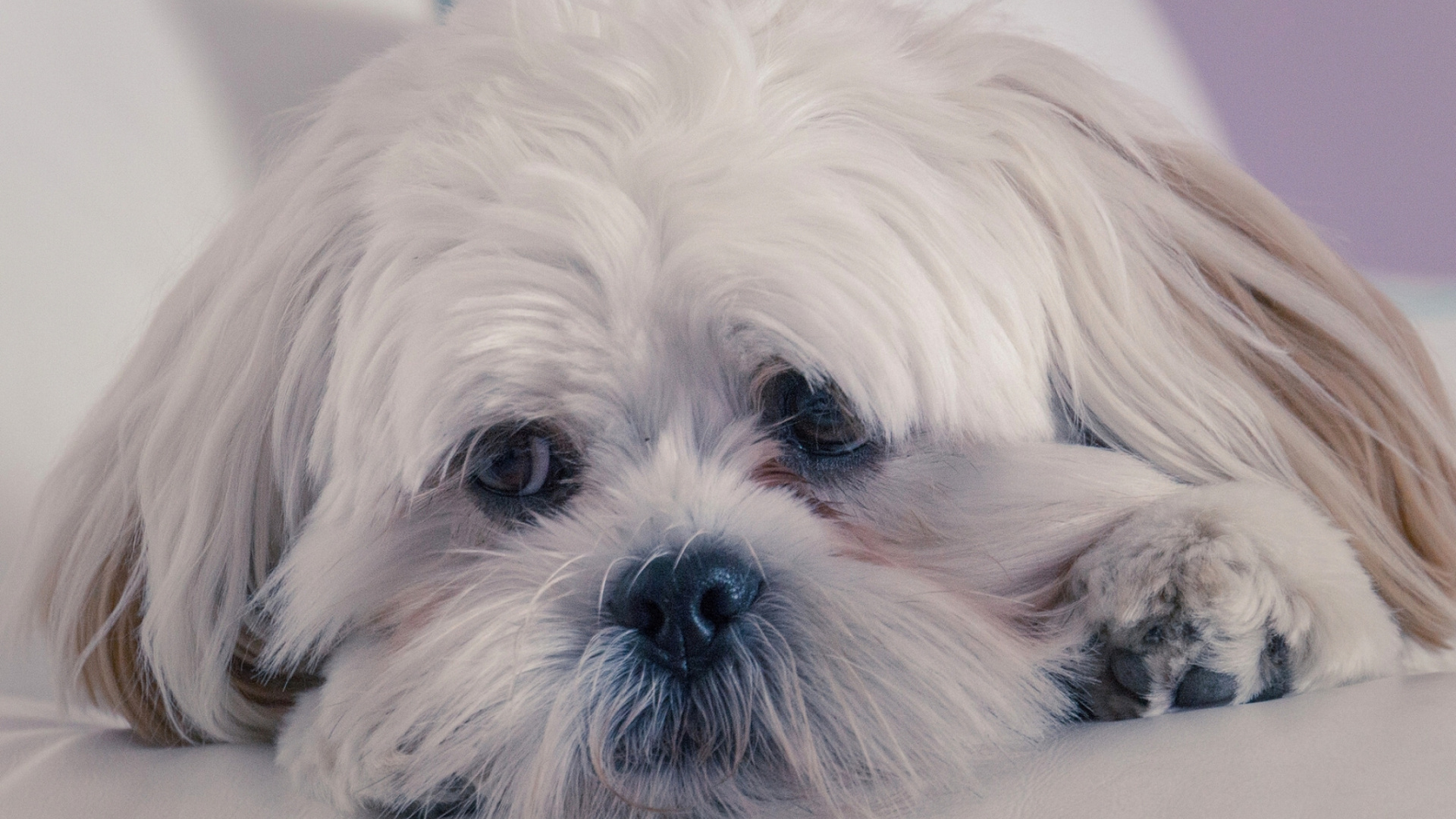 Weißer Und Brauner Shih Tzu Welpe. Wallpaper in 1920x1080 Resolution