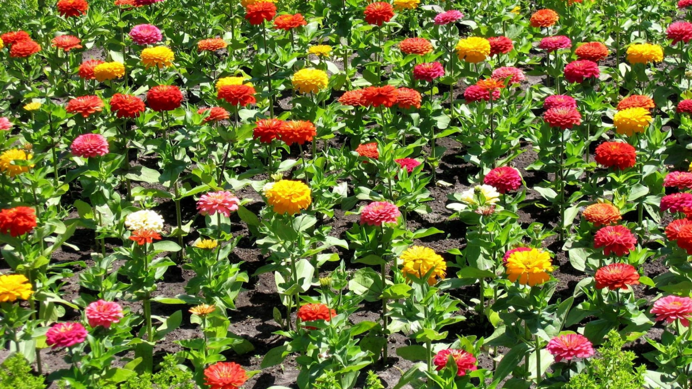 Tagsüber Rotes Gelbes Und Lila Blumenfeld. Wallpaper in 1366x768 Resolution