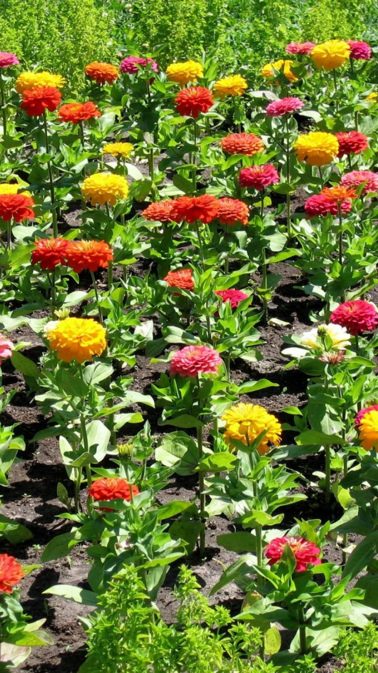 Campo de Flores Rojas, Amarillas y Moradas Durante el Día. Wallpaper in 750x1334 Resolution