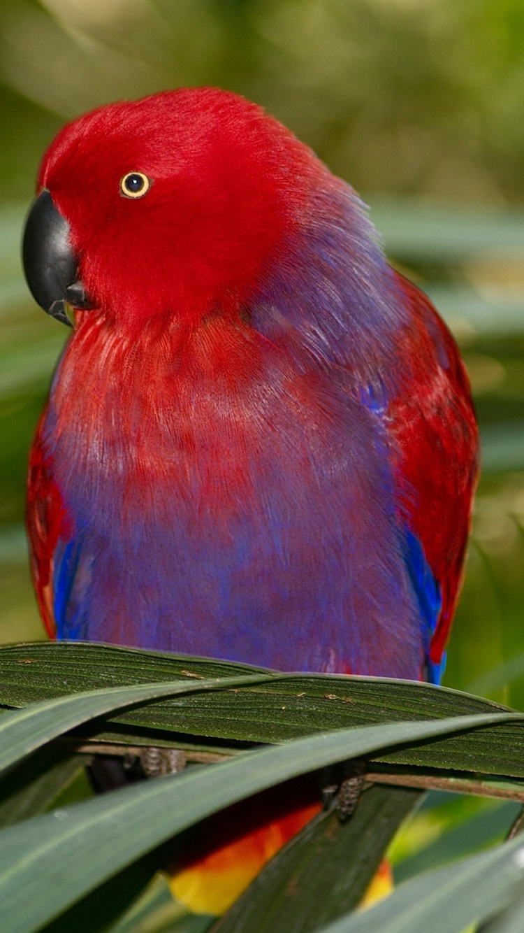Red Blue and Green Bird on Green Leaf Plant. Wallpaper in 750x1334 Resolution