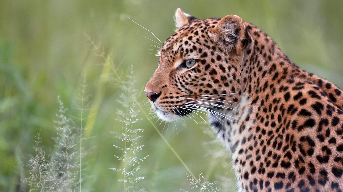 Leopardo Marrón y Negro Sobre la Hierba Verde Durante el Día. Wallpaper in 1366x768 Resolution