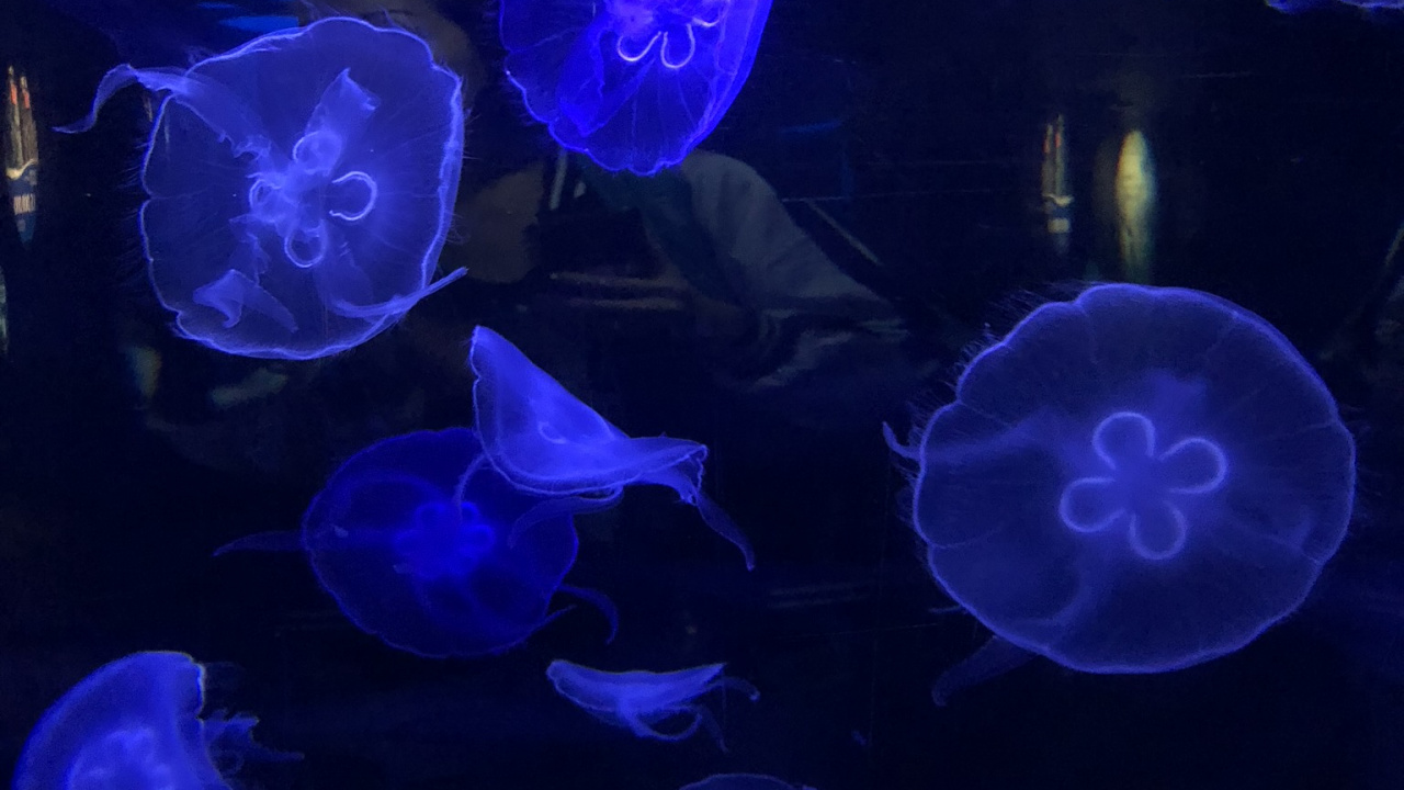 Qualle, Marine Biologie, Wirbellose, Blau, Majorelle-blau. Wallpaper in 1280x720 Resolution