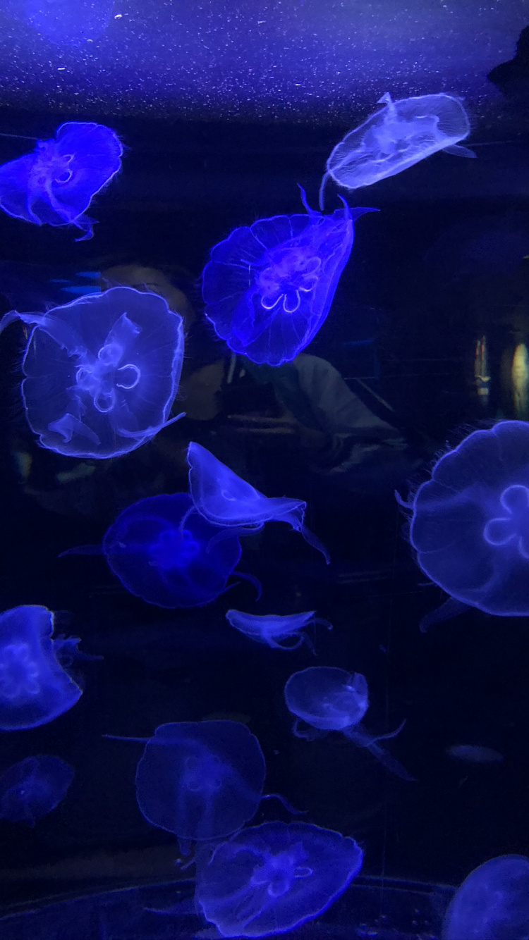 Qualle, Marine Biologie, Wirbellose, Blau, Majorelle-blau. Wallpaper in 750x1334 Resolution