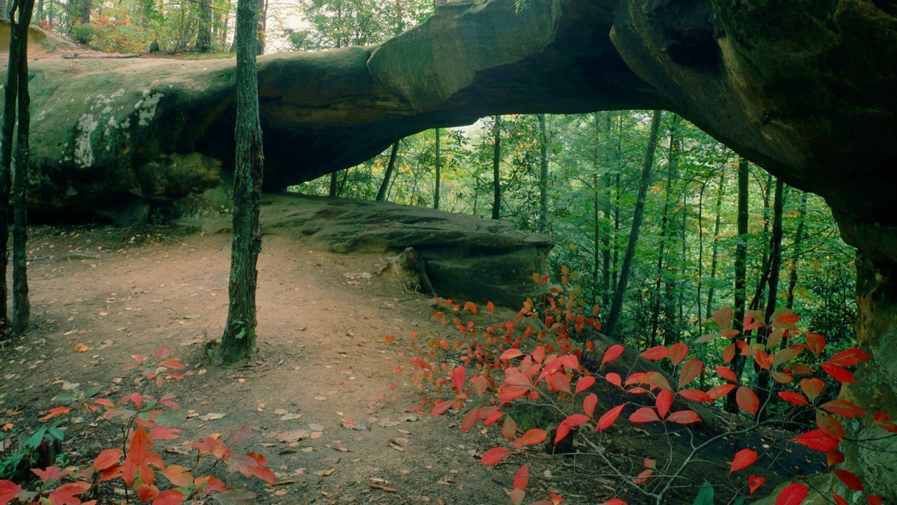 Tronco de Árbol Marrón Sobre Suelo de Tierra Marrón. Wallpaper in 1280x720 Resolution